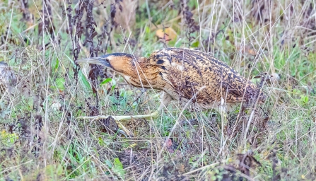 Bittern © Paul Paddock