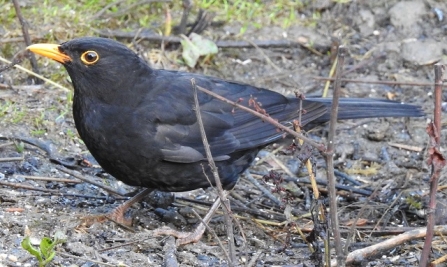 Blackbird - AdelDam