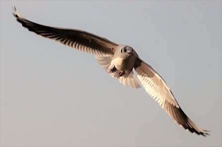 Black-headed gull - AdelDam