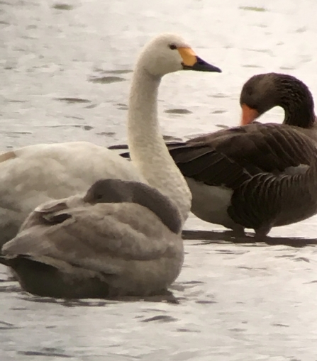 Bewick's swans © Keith Rainford