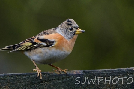 Brambling - AdelDam