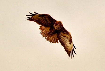 Buzzard © Matthew Christou