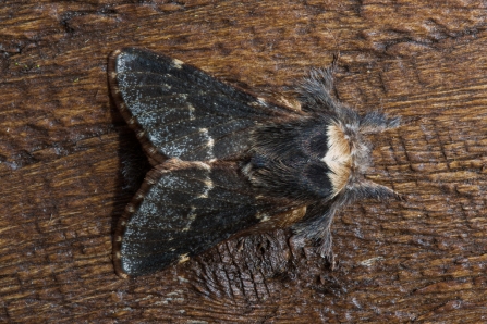 December moth © Derek Parker