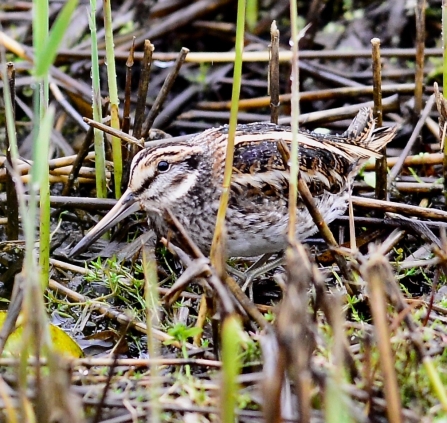 Jack snipe © Ron Parke