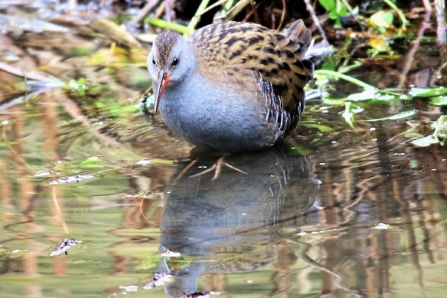 Water Rail - AdelDam