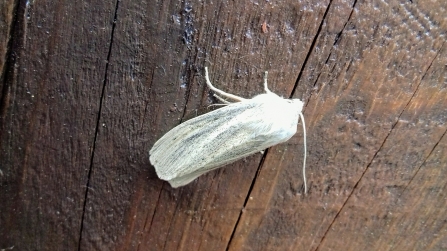Large Wainscot © Janet Heppenstall