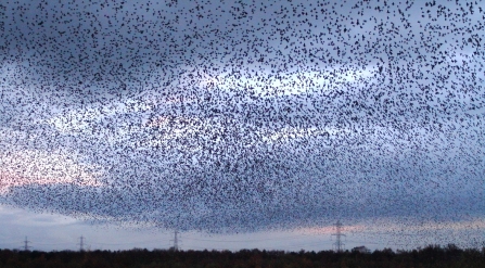 Starling murmuration © Allen Holmes