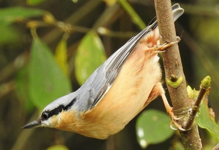 Nuthatch - Adel Dam