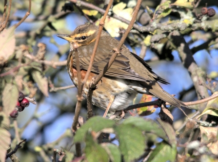 Redwing © Rob Burns