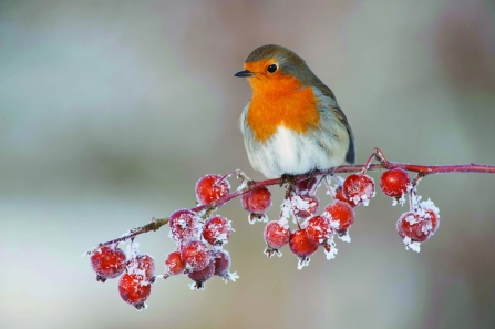 Robin in winter