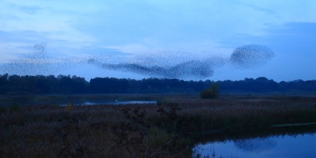 Starlings © Allen Holmes