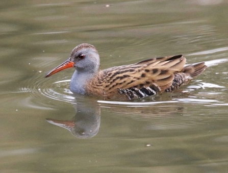 Water Rail - AdelDam