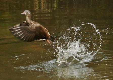 Female mandarin - AdelDam