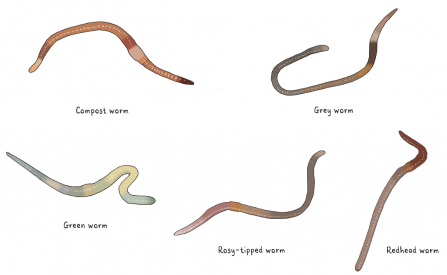 Worms