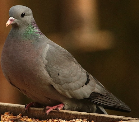 Stock dove - Adel Dam