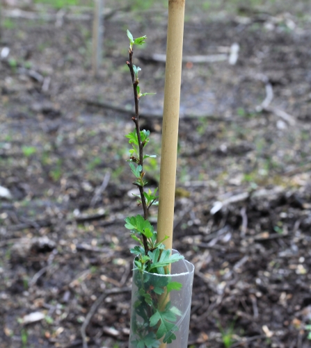 New growth at Beeston