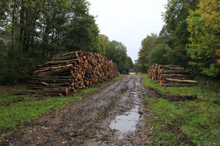 Logs at Beeston