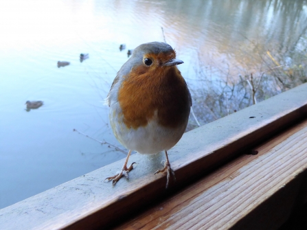 Robin - Adel Dam