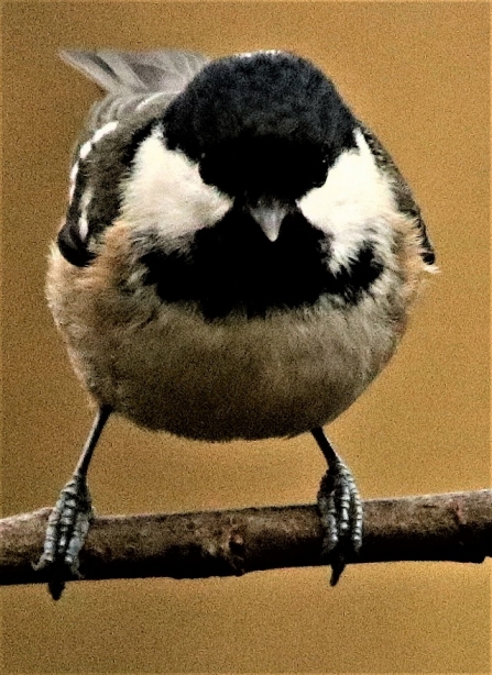 Coal tit_AdelDam