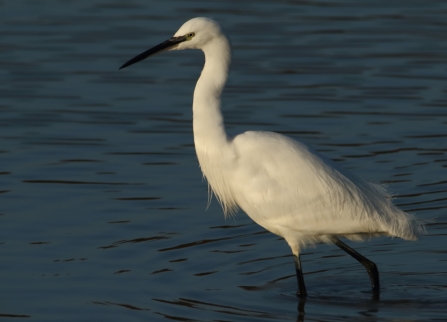 Little egret © Allen Holmes