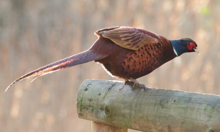 Pheasant © Allen Holmes