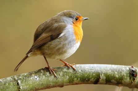 Robin © Allen Holmes