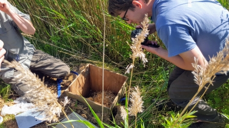 Water vole release at Potteric Carr