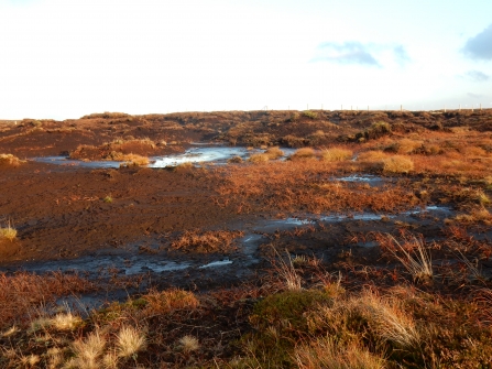 Bare peat