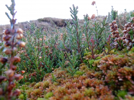 What do healthy peatlands look like? | Yorkshire Wildlife Trust