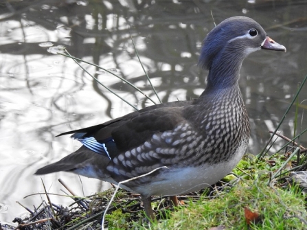 Mandarin(f) - AdelDam