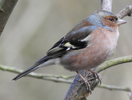 Chaffinch - AdelDam