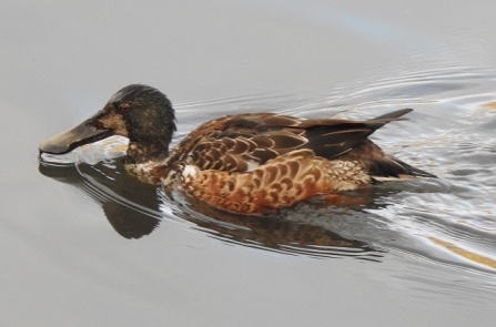 Shoveler - AdelDam