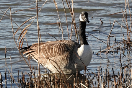 Canada Goose © Richard Scott 2019