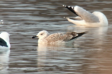 Caspian Gull © Richard Scott 2019