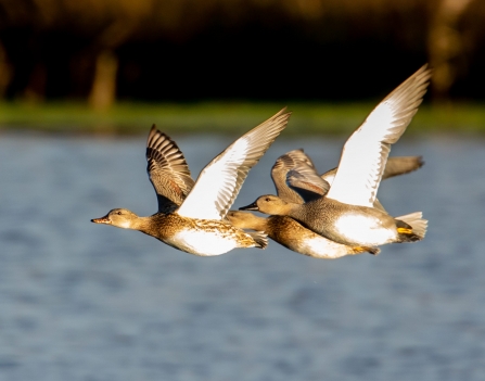 Gadwalls © Vernon Barker 2019
