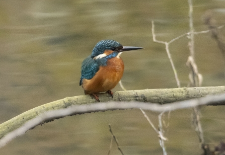 Kingfisher © Keith Horton 2019