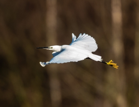 Little Egret © Vernon Barker 2019