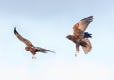 Marsh Harriers © Vernon Barker 2019