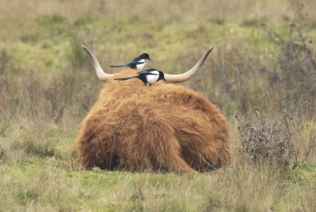 Magpies on Highland Cattle © Keith Horton 2019