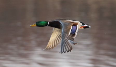 drake Mallard © Allen Holmes 2019