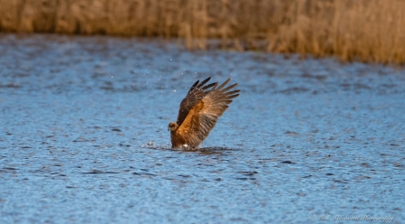 Marsh Harrier © Mick Woodward 2019