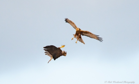 Marsh Harriers © Mick Woodward 2019