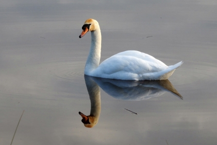 Mute Swan © Richard Scott 2019