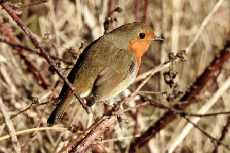 Robin © Richard Scott 2019