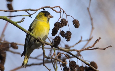 male Siskin © Allen Holmes 2019