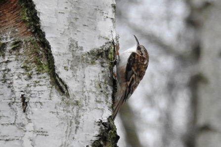 Treecreeper © Richard Scott 2019