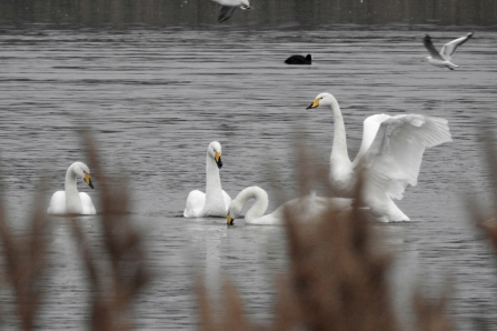 Whooper Swans © Richard Scott 2019