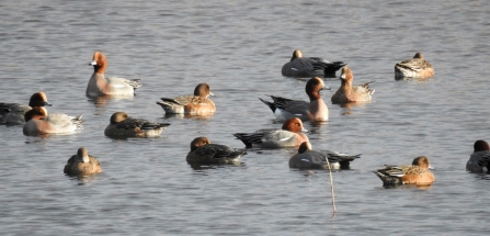 Wigeon © Richard Scott