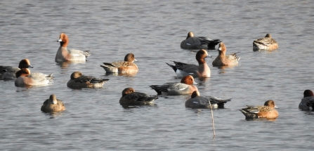 Wigeon © Richard Scott