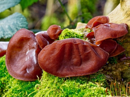 Jelly Ear Fungi © Debbie Ross 2019
